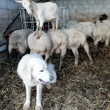 Bed & Breakfast Casa Della Nonna Mormanno