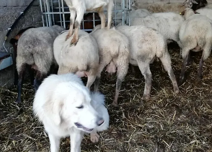 Alojamento de Acomodação e Pequeno-almoço Casa Della Nonna Mormanno